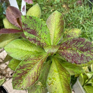 May include: A live plant featuring broad, lance-shaped leaves with a variegated pattern of bright lime green and deep maroon. The foliage is covered in small water droplets, highlighting the textured surface and the distinct color contrast.