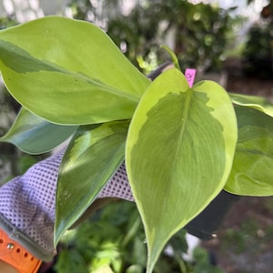 Carnival Philodendron 4-5" high color pot 'Q' | Live Rare Indoor Outdoor Houseplant | Ships in Pot | exact plant :)