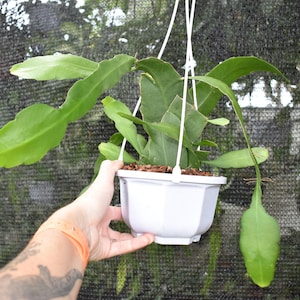 May include: A green Epiphyllum cactus plant with long, flat, segmented leaves growing in a white, hexagonal plastic hanging pot. The plant is potted in brown wood chip mulch and features white plastic hanging cords attached to the rim of the pot.