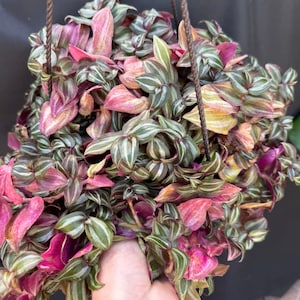 May include: A hanging plant with green and pink leaves. The leaves are long and narrow with white stripes.