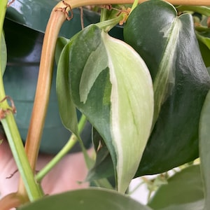 Silver Stripe Philodendron hederaceum | RARE | LIVE House Plant | Nodes, Unrooted & Rooted Cuttings for Propagation!