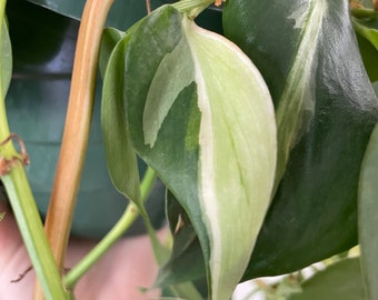 Silver Stripe Philodendron hederaceum | RARE | LIVE House Plant | Nodes, Unrooted & Rooted Cuttings for Propagation!