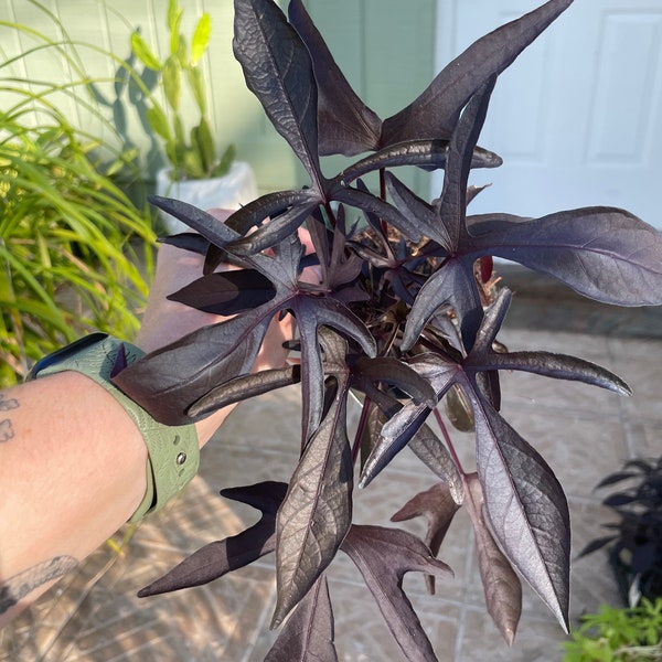 Dark Purple Sweet Potato Vine Plant 4" Pot | Live Houseplant | SUPER fast grower & beautiful for indoor or outdoor areas!