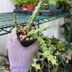 Red Dragon Stapelia (Huernia schneideriana) 3-4" | Live Indoor Outdoor Houseplant | Ships in Pot