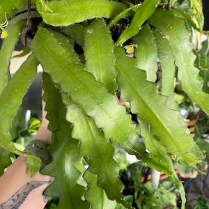 May include: A close-up of a hanging plant with large, green, serrated leaves. The plant is in a pot and is hanging from a hook.