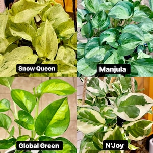 K&ouml;nnte beinhalten: Vier verschiedene Pothos-Pflanzen, Snow Queen, Manjula, Global Green und N'Joy. Jede Pflanze befindet sich in einem H&auml;ngekorb und hat unterschiedliche Muster.