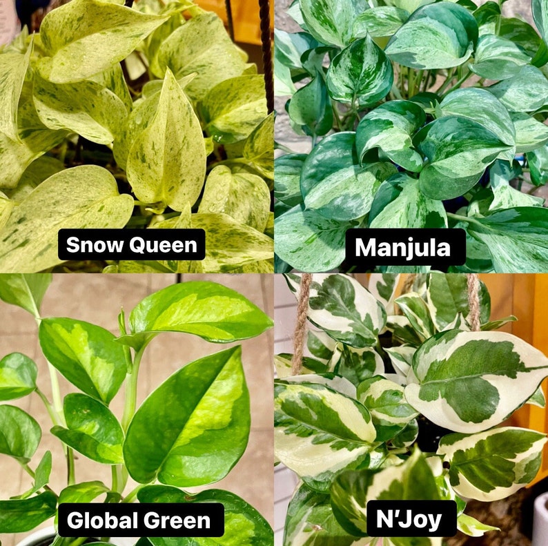 K&ouml;nnte beinhalten: Vier verschiedene Pothos-Pflanzen, Snow Queen, Manjula, Global Green und N'Joy. Jede Pflanze befindet sich in einem H&auml;ngekorb und hat unterschiedliche Muster.