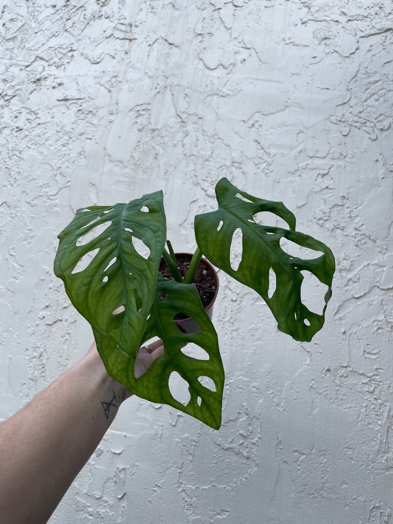 Wide Form Monstera Adansonii Philodendron Swiss Cheese Plant | Etsy
