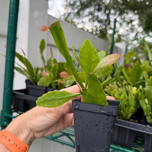 May include: A small, green epiphyllum cactus plant with flat, segmented stems and light pinkish-tinged new growth, potted in a square black plastic nursery container. The plant features multiple stems with serrated edges and visible water droplets.
