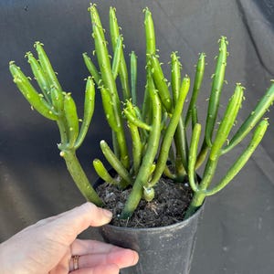 Euphorbia leucodendron 'Cat's Tail Cactus' 3" starter pots | Live Indoor Outdoor Houseplant | ships in pot