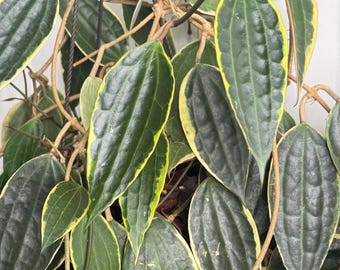Latifolia Hoya outer-variegated (formerly Macrophylla)  | Live Uncommon Houseplant | Unrooted and Rooted Cuttings for Propagation |