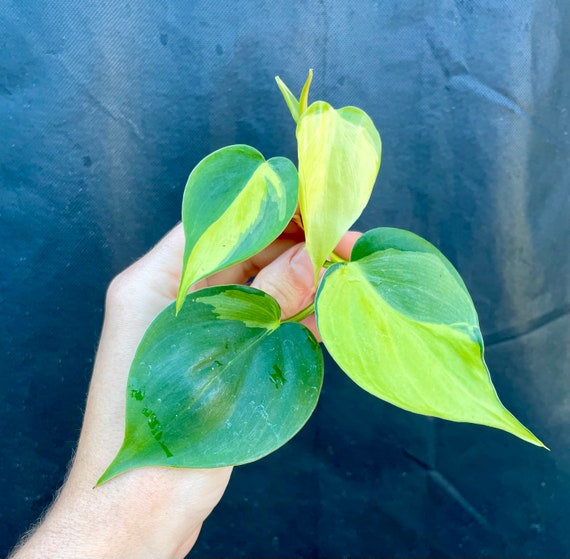 philodendron white princess pink Philodendron White princess Large starter plant **(ALL plants require you  to purchase ANY 2 plants!)**