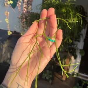 Rhipsalis baccifera 'Mistletoe Cactus' rare live indoor outdoor trailing houseplant Unrooted & Lightly Rooted cuttings for propagation 3 Unrooted Cuttings