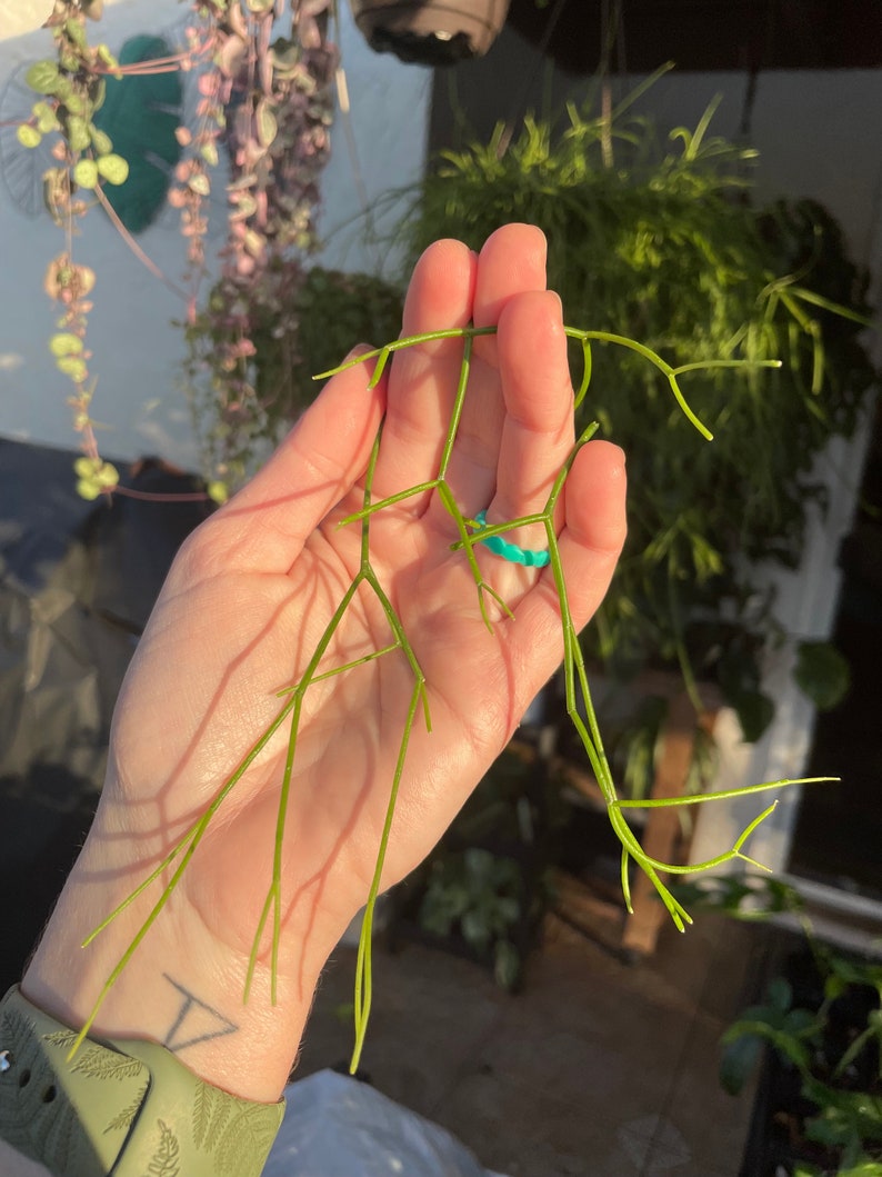 Rhipsalis baccifera 'Mistletoe Cactus' rare live indoor outdoor trailing houseplant Unrooted & Lightly Rooted cuttings for propagation 3 Unrooted Cuttings