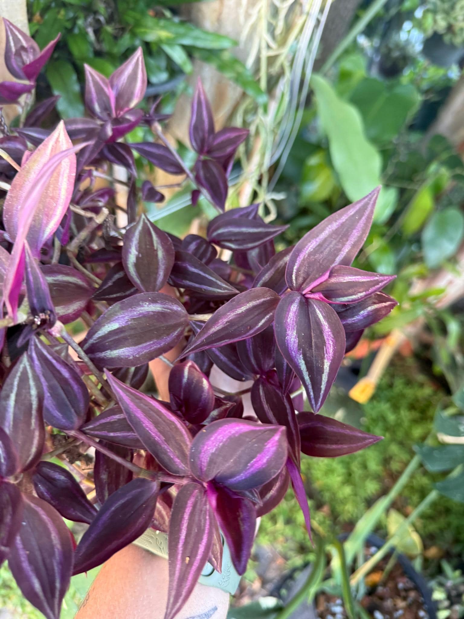 Burgundy 'deep Purple' Tradescantia | Wandering Dude | LIVE House
