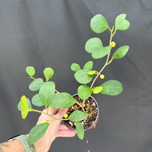 Ficus deltoidea 3-4&quot; pots | Live Indoor Outdoor Houseplant | Fast growing! | Ships in Pot | exact plants :)