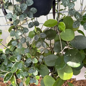 HOYA ONLY Starter Bundles Mystery Bundle Packs! | Live Houseplants | Unrooted Cuttings for Propagation! image 5