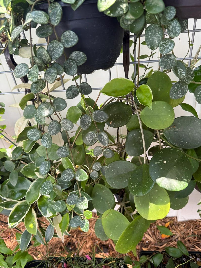 HOYA ONLY Starter Bundles Mystery Bundle Packs! | Live Houseplants | Unrooted Cuttings for Propagation! image 5