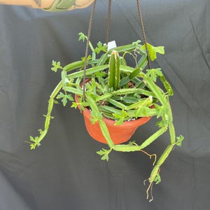 May include: A hanging potted plant with long, segmented green stems and small, star-shaped leaves. The plant is in a terracotta-colored pot suspended by brown cords. The background is a solid dark gray.