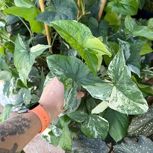 May include: A Syngonium podophyllum plant featuring variegated arrow-shaped leaves with shades of dark green, light green, and creamy white. The plant is supported by thin bamboo stakes and displays a mix of solid and mottled foliage patterns.
