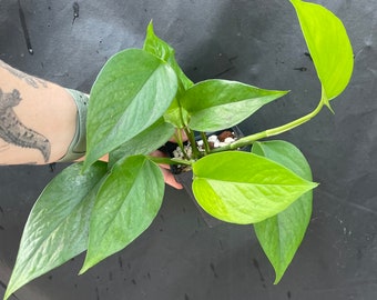 Jessenia Pothos 4" Pot | Low variegation now, but put in bright light for more variegation!  | Live uncommon houseplant | Ships in pot