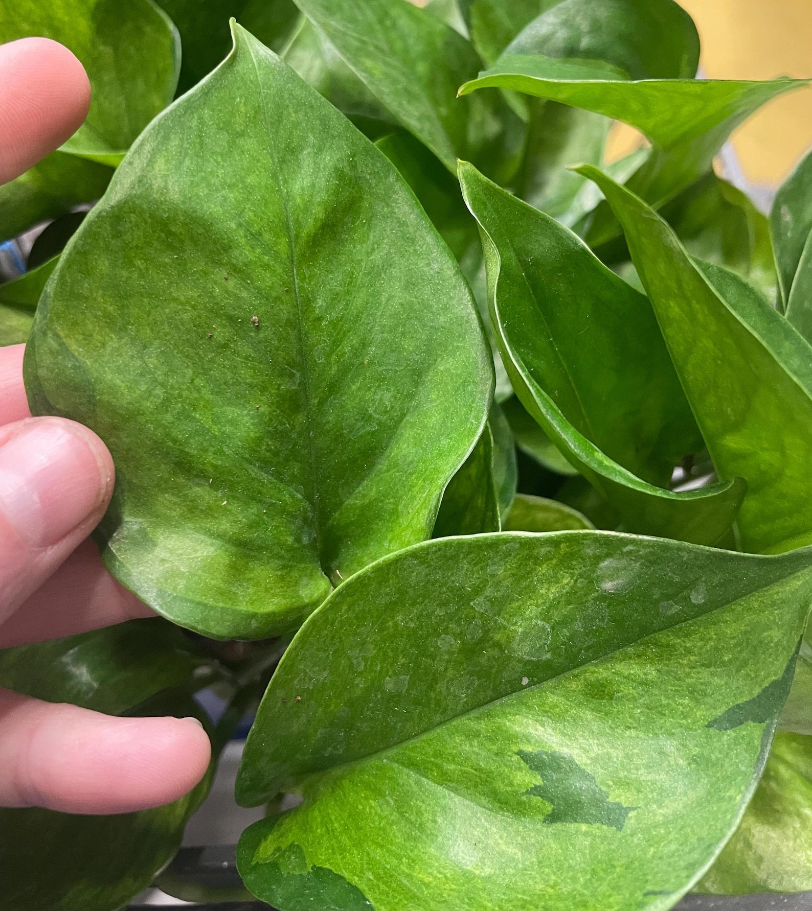 Lemon Top Pothos | Live Houseplant | Nodes, Unrooted and Rooted ...