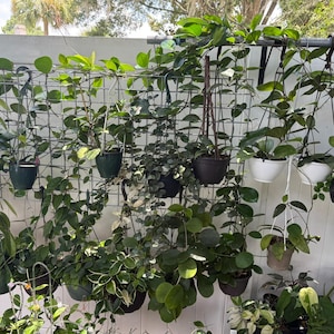 HOYA ONLY Starter Bundles Mystery Bundle Packs! | Live Houseplants | Unrooted Cuttings for Propagation! image 3