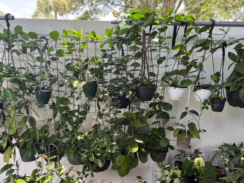 HOYA ONLY Starter Bundles Mystery Bundle Packs! | Live Houseplants | Unrooted Cuttings for Propagation! image 3