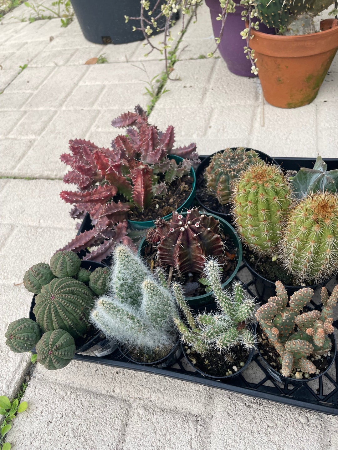 Cactus Bundle Cacti & Succulent Mystery Starter Bundles | Live Houseplants | All ...