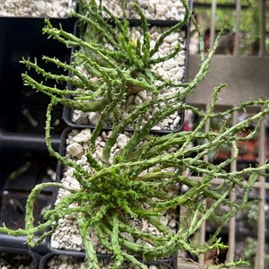 May include: Overhead shot of several potted succulents. The plants have thin, green, spiky stems and small, light green leaves. The pots are black and filled with small, white pebbles. The background is a blurred view of a garden.