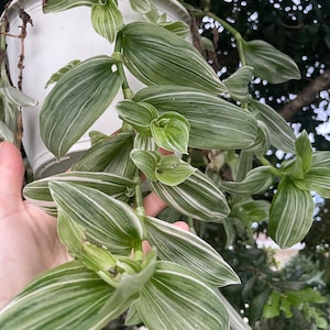 May include: A hanging plant with long, striped green and white leaves. The plant is in a white pot and is hanging from a hook.