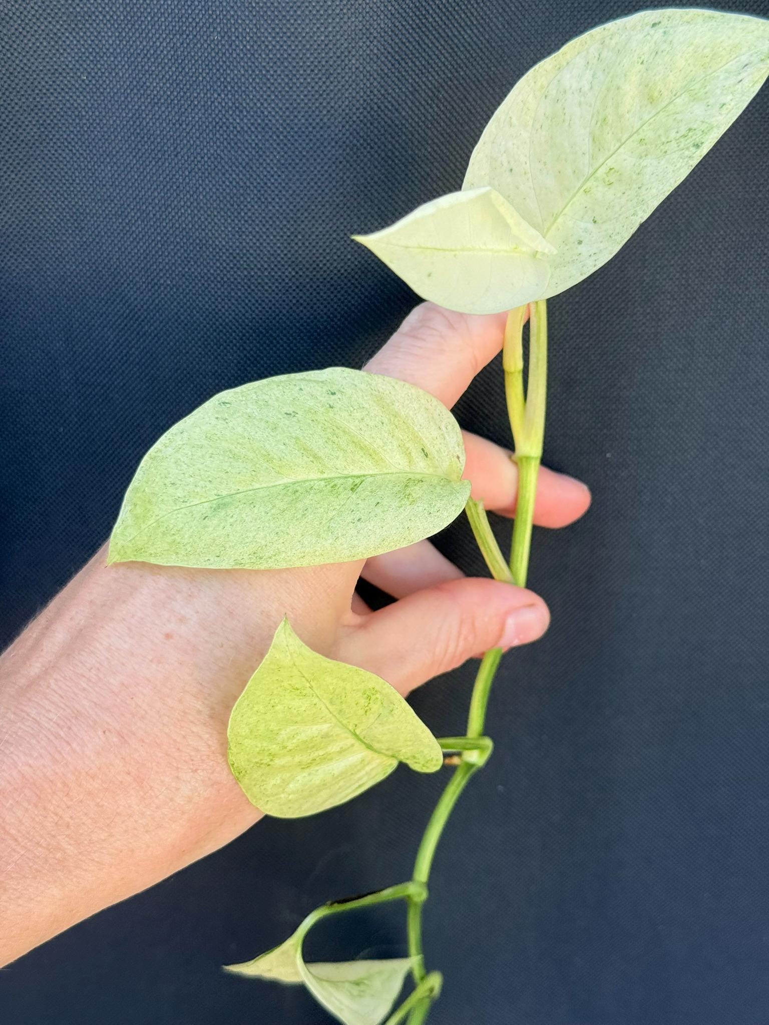 Variegated Laniata Mint Monstera Live Houseplants Nodes Unrooted variegated-laniata-mint-monstera-live-houseplants-nodes-unrooted