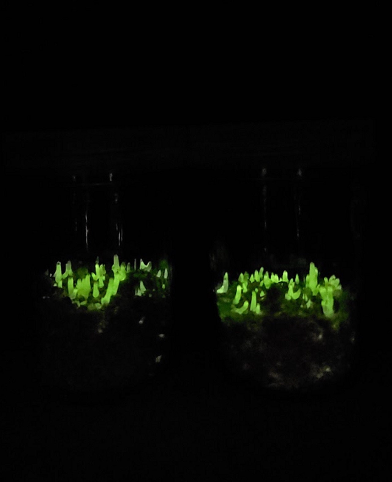 26+ Bioluminescent Plants For Sale