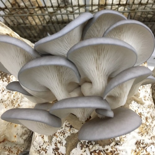 Mycology 101 Kit: Grow Mushrooms Easily with Free Classes shops