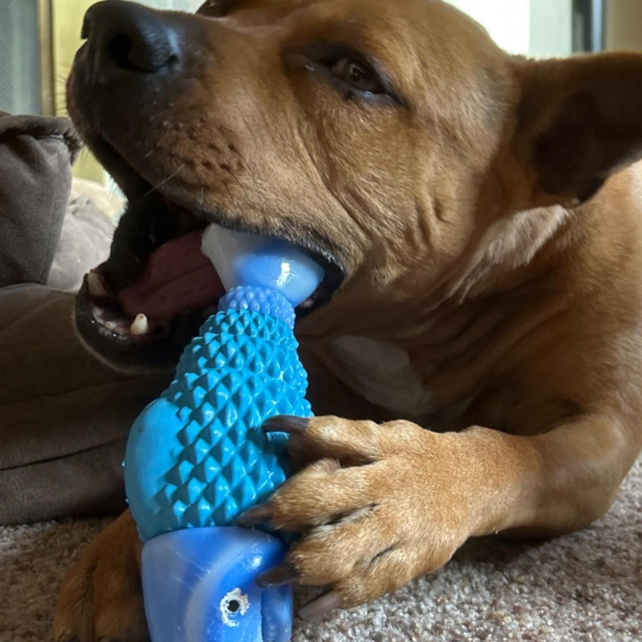 Dog Toys Heavy Chewers
