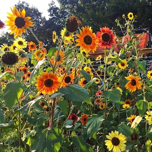 60 Autumn Beauty Sunflower Seeds, non GMO, Open Pollinated,  Bee Friendly
