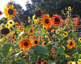 60 Autumn Beauty Sunflower Seeds, non GMO, Open Pollinated,  Bee Friendly