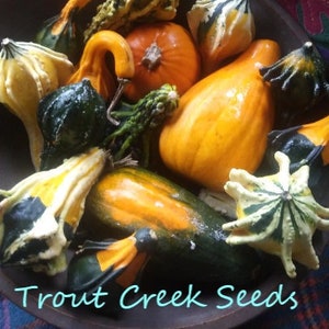 100 Heirloom Mixed Gourd Seeds, NON GMO , open pollinated, organic Trout Creek Seeds