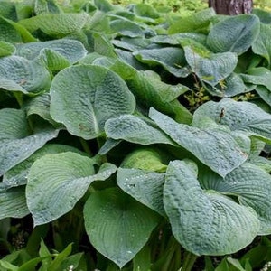 HOSTA Elegans, 15 seeds, perennial,  heirloom, non GMO, open pollinated, large shade plant