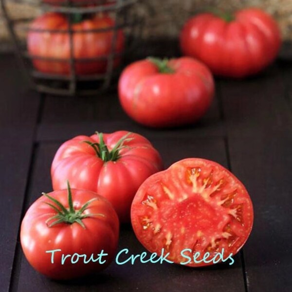 Beefsteak Tomato Etsy