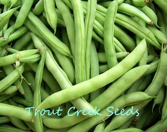 30 Heirloom State Half Runner Bean Seeds, non gmo, open pollinated, Trout Creek Seeds