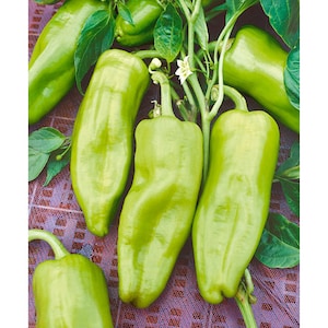60 Heirloom Cubanelle Pepper Seeds: Non-GMO, Thin Skin