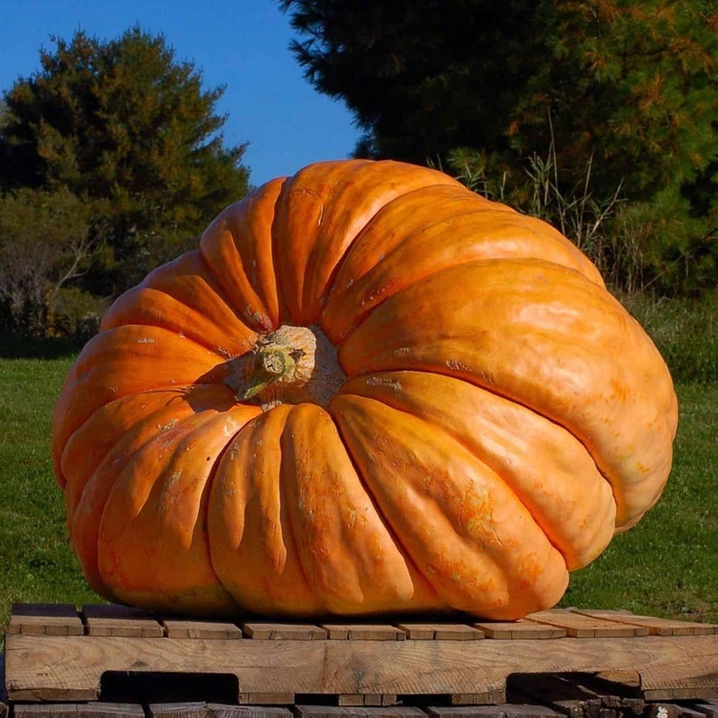 Heirloom Atlantic Giant Pumpkin 10 Seeds , Non Gmo, Open Pollinated