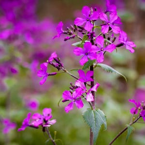 以下が含まれることがあります： 細い茎に集まった、それぞれ5枚の花びらを持つ鮮やかな紫色の花のクローズアップ。 花は、緑の葉とより多くの紫色の花がぼやけた背景に対して焦点が当てられており、自然な花のシーンを作り出しています。