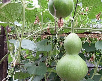 Heirloom Birdhouse Gourd Seeds: Non-GMO, Open Pollinated, 15 seeds