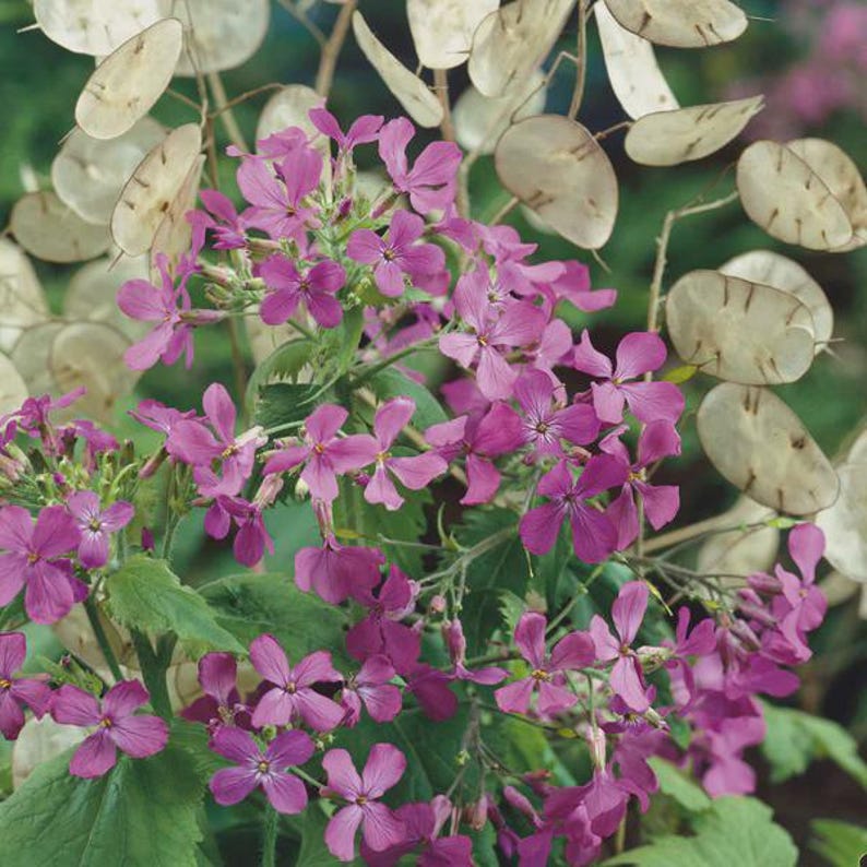 50 Lunaria Money Plant Seeds: Honesty Flower, Non GMO 画像 7