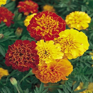May include: Close-up of vibrant marigold flowers in shades of red, yellow, and orange. The petals are layered and ruffled, creating a full, textured appearance. The flowers are in full bloom, showcasing their bright colors.