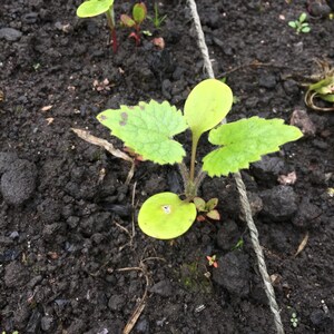 以下が含まれることがあります： 暗い土から生える鮮やかな緑色の葉を持つ若い植物のクローズアップ。植物は、基部にいくつかの小さく丸い葉があり、上部に大きく発達した葉があります。細い灰色の紐が画像を斜めに横切っています。