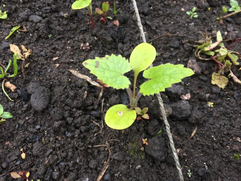 以下が含まれることがあります： 暗い土から生える鮮やかな緑色の葉を持つ若い植物のクローズアップ。植物は、基部にいくつかの小さく丸い葉があり、上部に大きく発達した葉があります。細い灰色の紐が画像を斜めに横切っています。