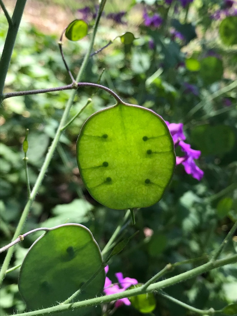 以下が含まれることがあります： 大きく丸く、半透明な緑色の種子さやを持つ植物のクローズアップ。さやには独特の黒い点の模様があり、細い緑色の茎に付いています。背景には紫色の花とぼやけた緑色の葉が見えます。
